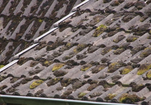 Understanding Mold Growth on Commercial Roofs